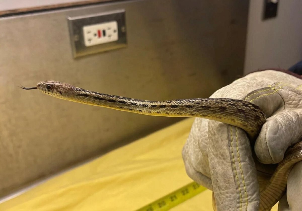 <i>Dept of Agriculture</i><br/>A 21-inch gopher snake showed up on a pallet of shipped containers in a Home Depot in Kapolei.