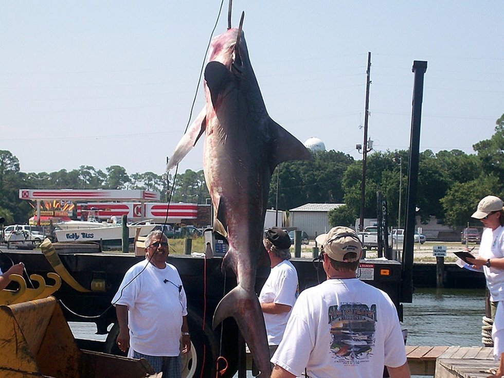 Shark category added back to this year's Alabama Deep Sea Fishing Rodeo -  KTVZ