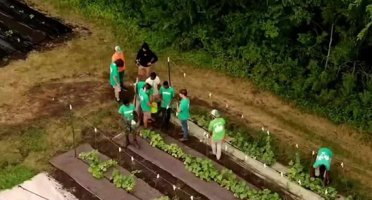 Farming Entrepreneurs: BoysGrow Kansas City - Amborella Organics