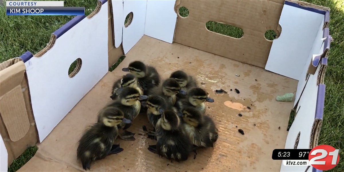 A save that’s all it’s quacked up to be: Bend family, neighbors come together to rescue 10 baby ducks
