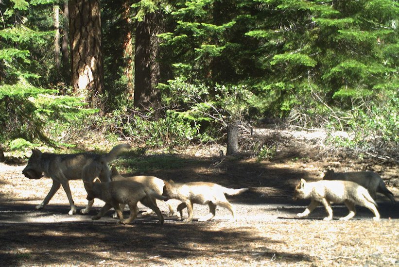 New wolf family found near Klamath-Deschutes county line; adult, 5 pups caught on trail camera