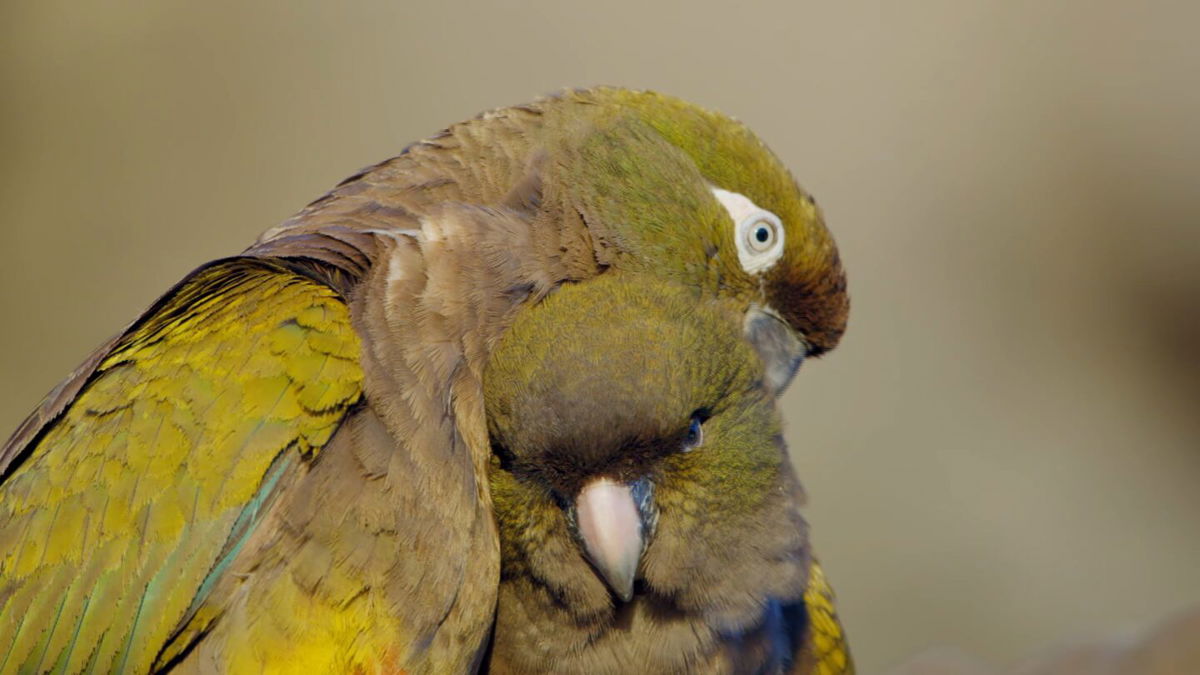 <i>CNN</i><br/>The burrowing parrots are so named because they tunnel into the sandy cliffsides to build their nests. These tunnels can be up to 9.8 feet (about 3 meters) deep.
