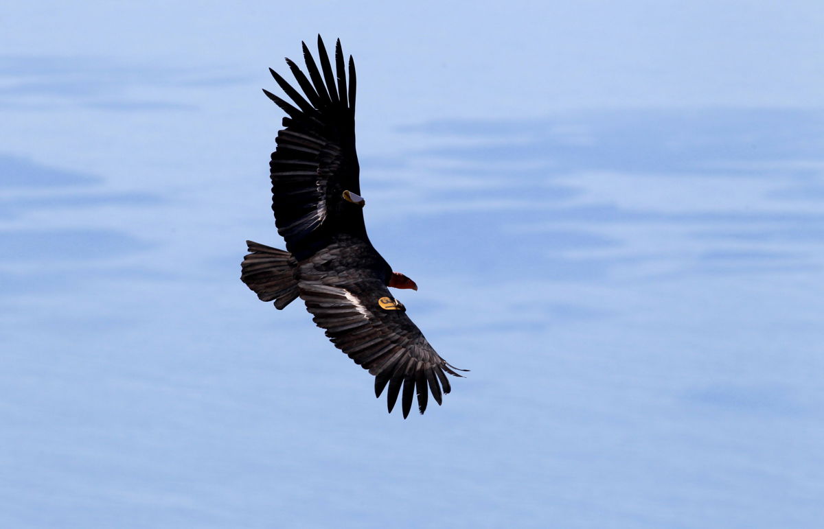 <i>Michael Macor/San Francisco Chronicle/Getty Images</i><br/>California was part of the coalition that sued for the Endangered Species Act to be restored. The California condor