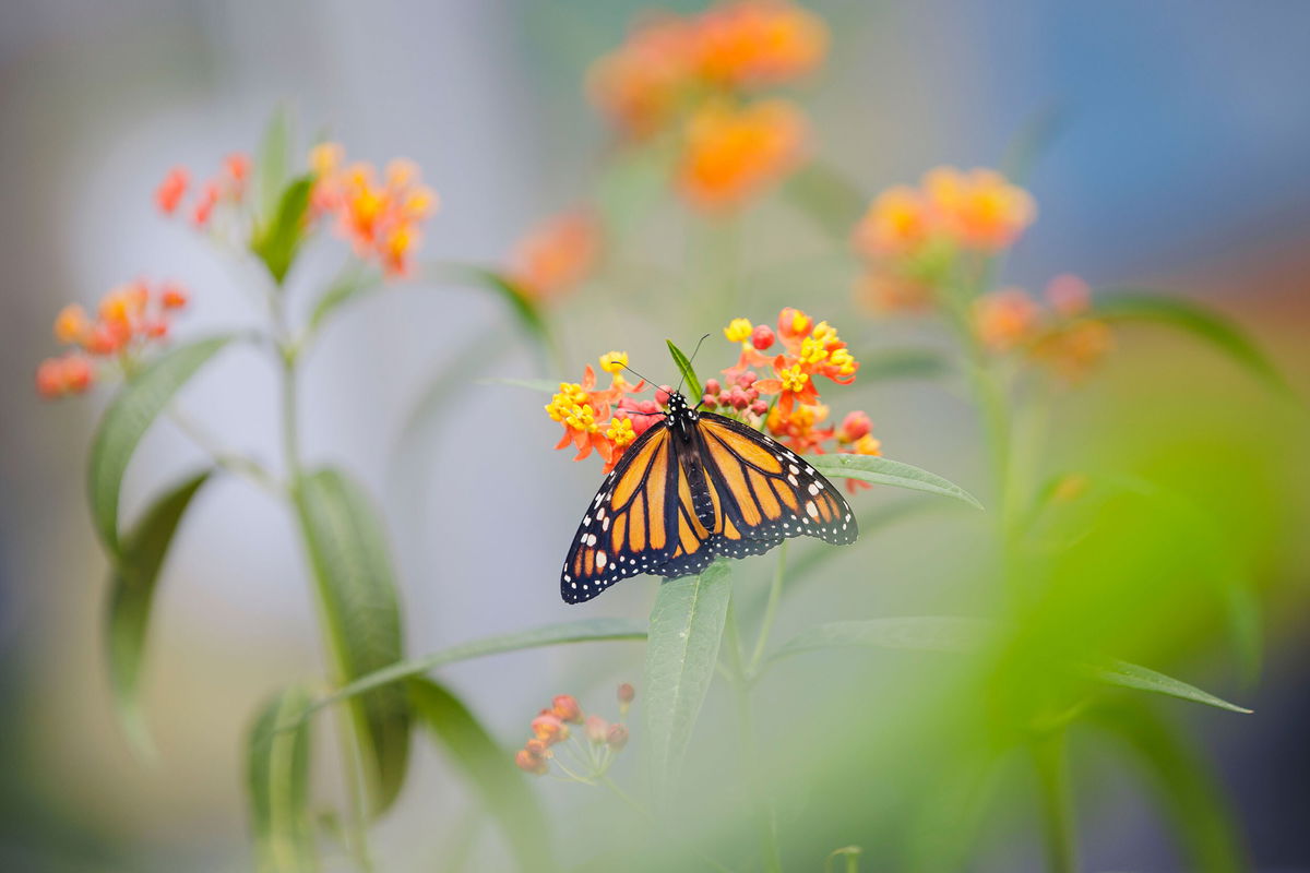 Monarch Butterflies Are Placed on IUCN Red List - The New York Times