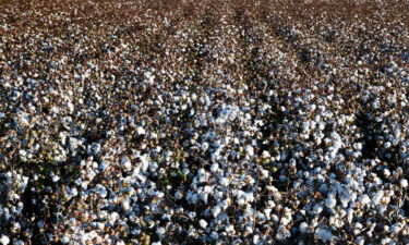 Cotton has now shed more than a third of its price since early May. That's bad news for US economic growth: The United States is the largest exporter of cotton worldwide.