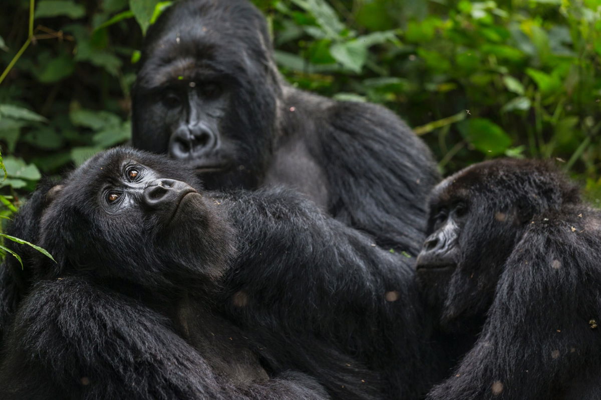 <i>Brent Stirton/Getty Images</i><br/>The Bageni family in the gorilla sector of Virunga National Park