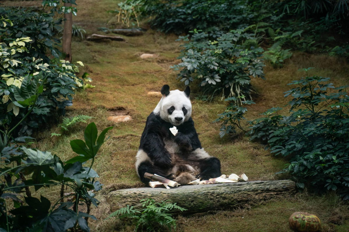 <i>Anthony Kwan/Getty Images</i><br/>The world's oldest male giant panda under captivity