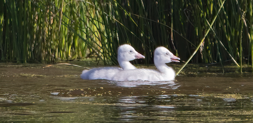 Sunriver Nature Center welcomes two baby trumpeter swans