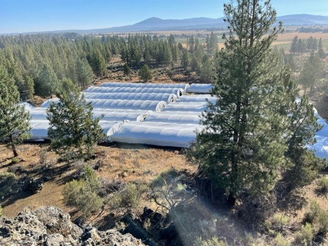 Klamath County Sheriff's Office raided illegal marijuana grow site near Beatty