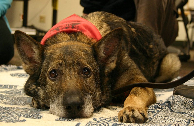 Cairo, a 3/4 German Shepherd, 1/4 Dutch Shepherd, is a breast cancer survivor and a therapy dog with Welcome Waggers (2013 photo)
