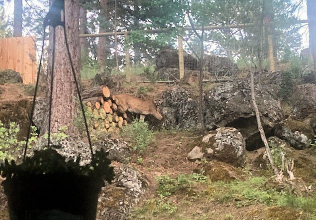 A Deschutes River Woods resident shared photo of July 8 cougar sighting in area yards