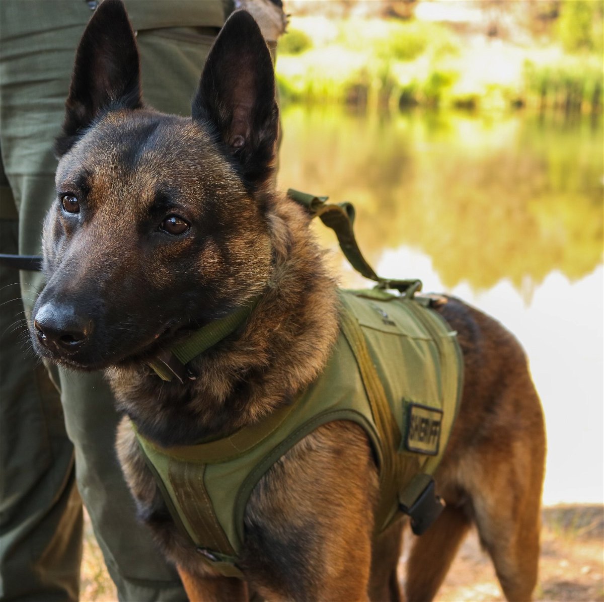 DCSO K-9s fitted for duty with new, possibly life-saving gear: doggy body armor