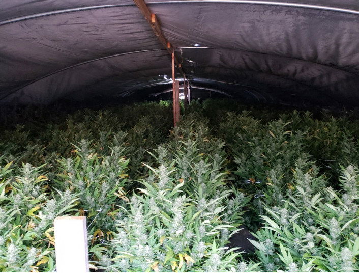 Klamath County marijuana grow 2