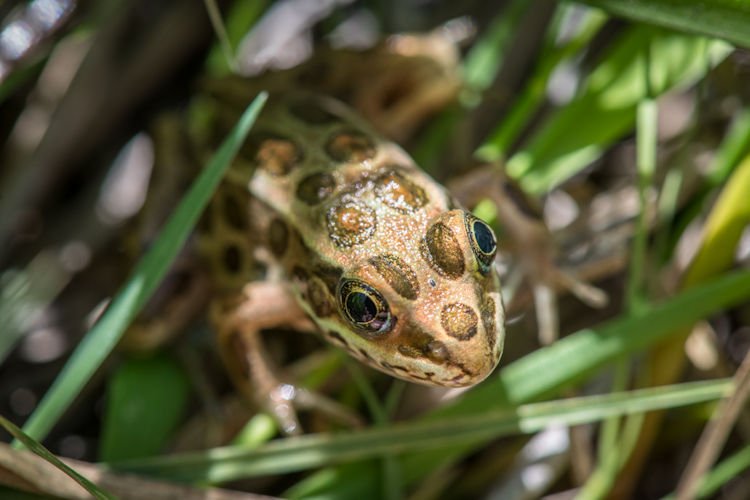 Hundreds of endangered northern leopard frogs reared at the Oregon Zoo are hopping back into the wild, thanks to a collaborative effort to save one of their last remaining Northwest populations