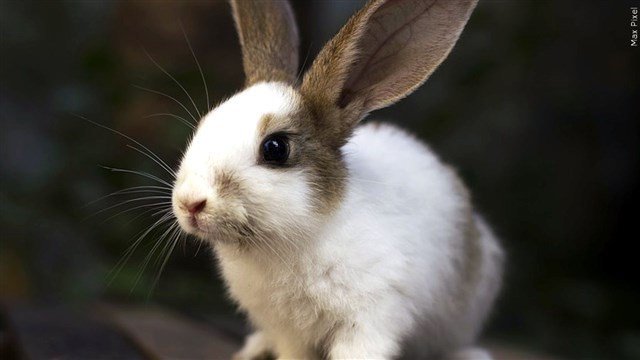 Rabbit hemorrhagic disease confirmed in death of 2 Lane County domestic rabbits