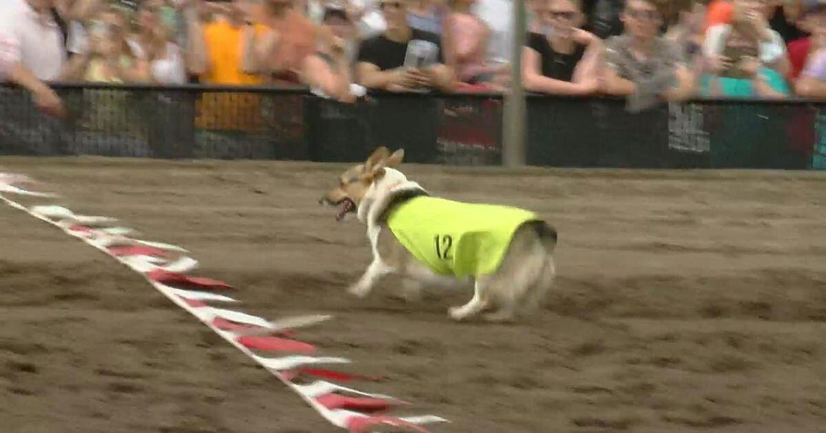 <i>WCCO</i><br/>A whopping 72 Corgis competed in six trial heats for a chance at best in show