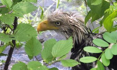 An injured bald eagle was saved from the banks of the Merrimack River in West Newbury over the weekend.