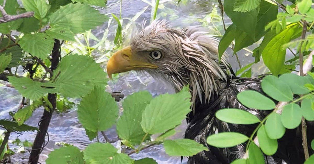 <i>West Newbury Police</i><br/>An injured bald eagle was saved from the banks of the Merrimack River in West Newbury over the weekend.