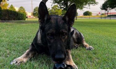 K9 officer Aygo recently helped North Central find a sexual assault suspect.