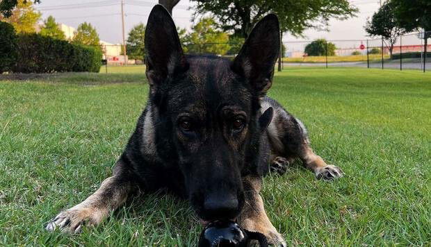 <i>Dallas PD</i><br/>K9 officer Aygo recently helped North Central find a sexual assault suspect.
