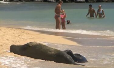 Law enforcement officers will cite beachgoers coming too close to Hawaiian monk seals.