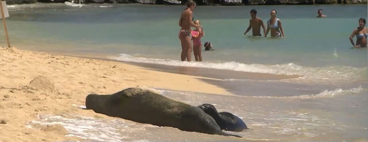 <i>KITV</i><br/>Law enforcement officers will cite beachgoers coming too close to Hawaiian monk seals.