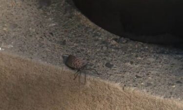 An invasive has swarmed a New Jersey neighborhood.