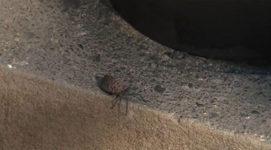 <i>WABC</i><br/>An invasive has swarmed a New Jersey neighborhood.