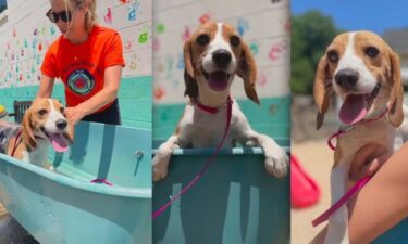 The Southeast Kansas Humane Society has taken in eight beagles — four adults and four puppies.