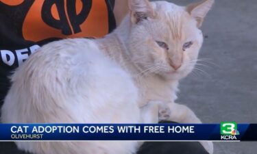 Two cats in Yuba County are up for adoption with the purchase of a home in Olivehurst
