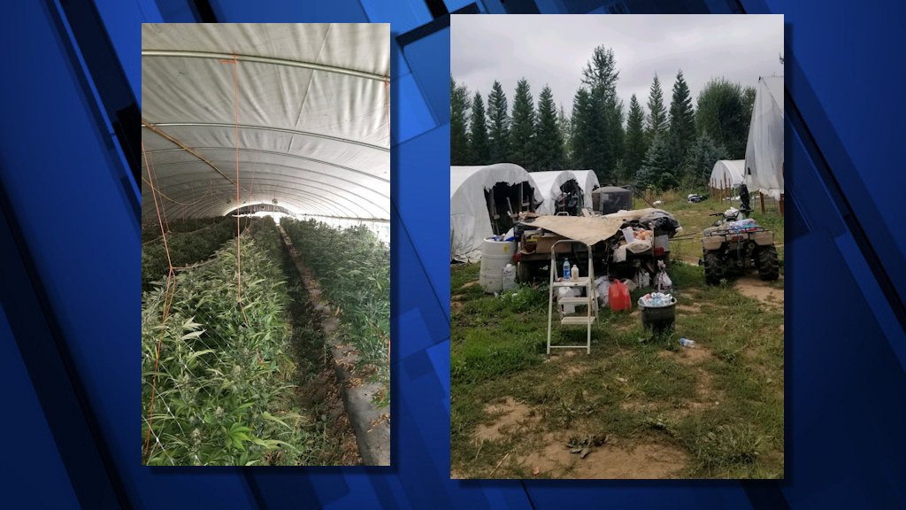 Two properties with illegal marijuana grows north of Woodburn were raided late last week 