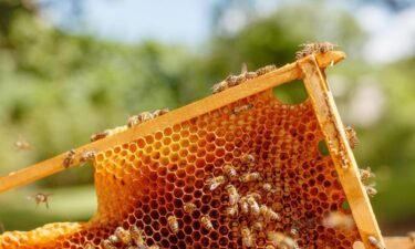 The health of honey bee colonies in Oregon