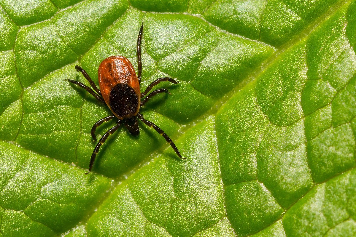 <i>Jason Ondreicka/Alamy Stock Photo</i><br/>Vaccine maker Pfizer says it has begun Phase 3 clinical trial of its vaccine candidate against Lyme disease with French vaccine company Valneva SE. A black-legged tick