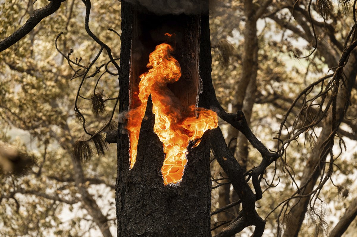 <i>Noah Berger/AP</i><br/>Flames burn inside a tree along Highway 96 in Klamath National Forest.