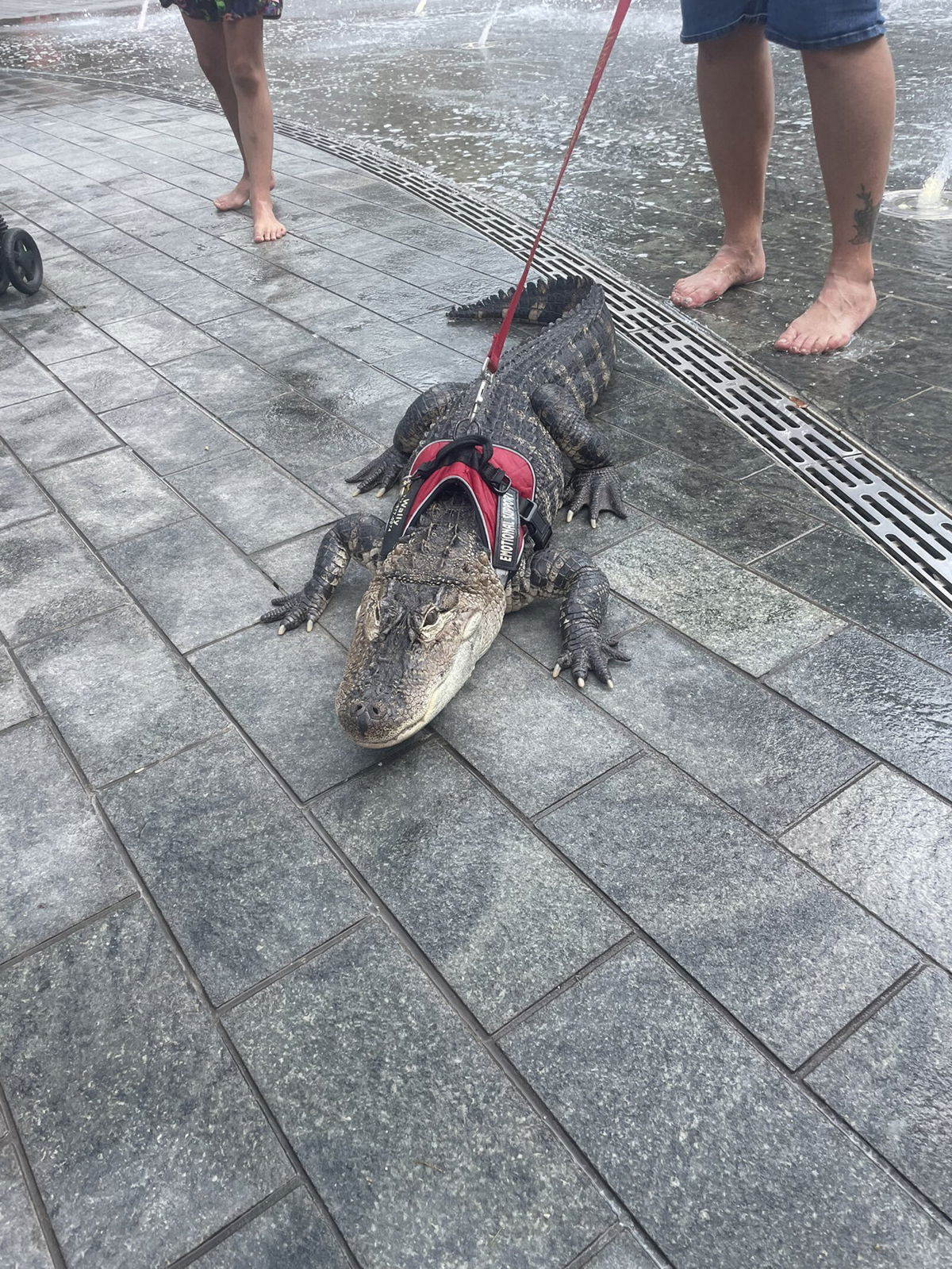 <i>Halle Sivalingam</i><br/>Bystanders had an up-close and personal encounter with an alligator in Philadelphia's Love Park. But the reptile isn't a wild beast: It's the emotional support animal of a Philadelphia man who runs several social media accounts documenting his loving relationship with Wally the alligator.