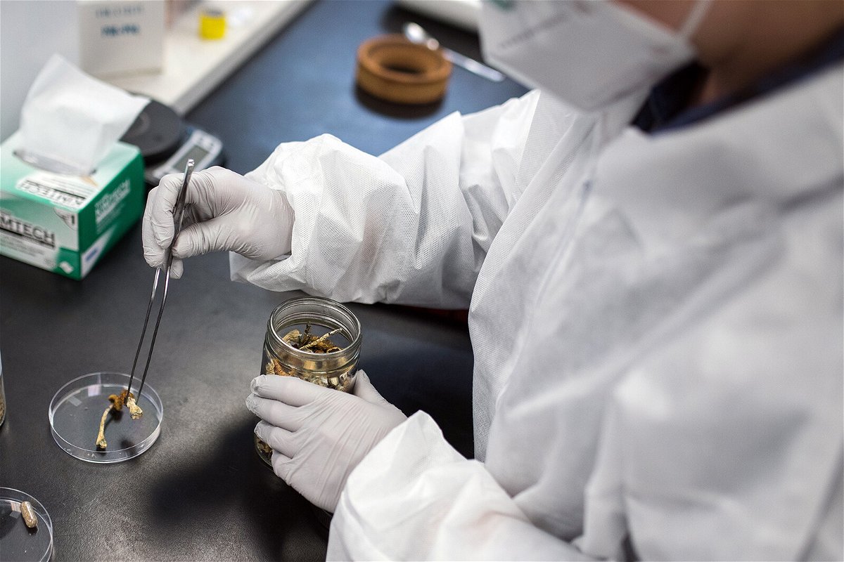 <i>James MacDonald/Bloomberg/Getty Images</i><br/>A laboratory researcher removes a psilocybin mushroom from a container. The psychedelic compound psilocybin