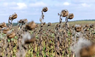 A peer-reviewed study published on August 25 in the journal of Plant and Cell Physiology suggests that ethanol -- or alcohol -- can help plants survive in times of drought