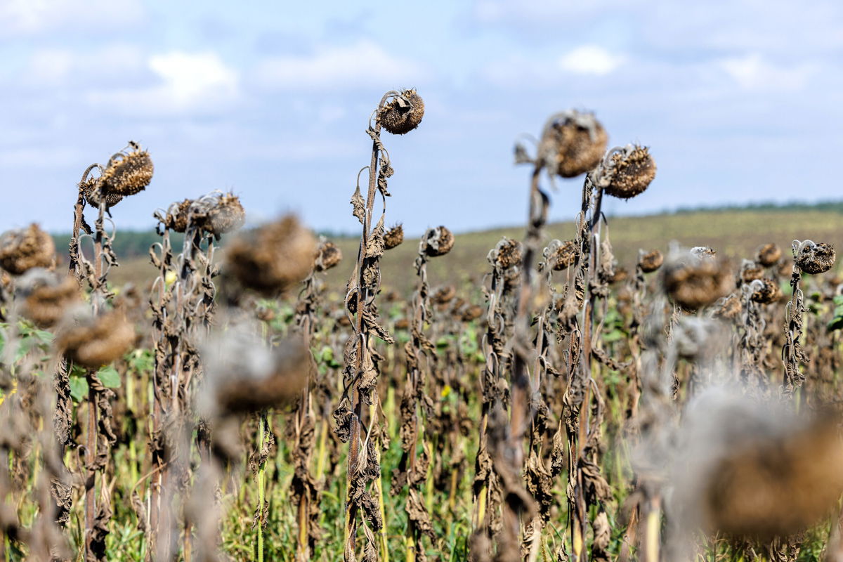 <i>Jens Schlueter/Getty Images</i><br/>A peer-reviewed study published on August 25 in the journal of Plant and Cell Physiology suggests that ethanol -- or alcohol -- can help plants survive in times of drought