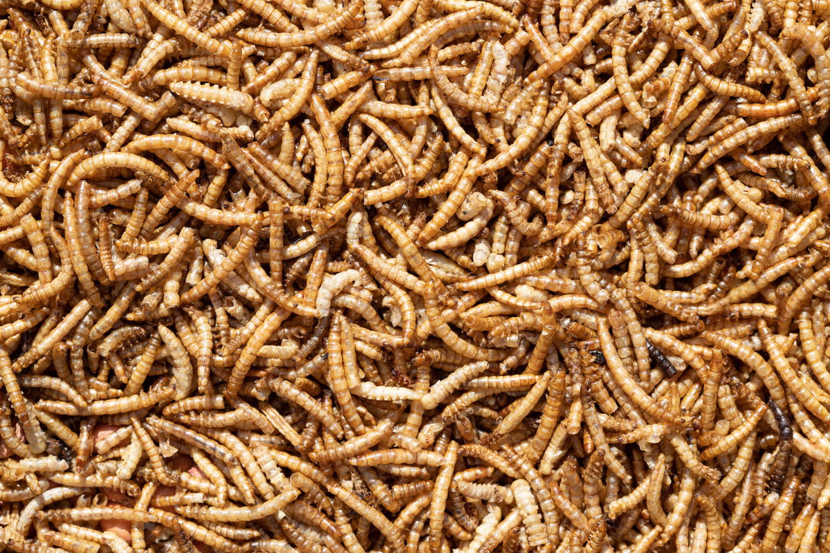 <i>Scott/Adobe Stock</i><br/>Mealworms cooked in sugar may be the perfect ingredient for carnivores and others looking for meaty