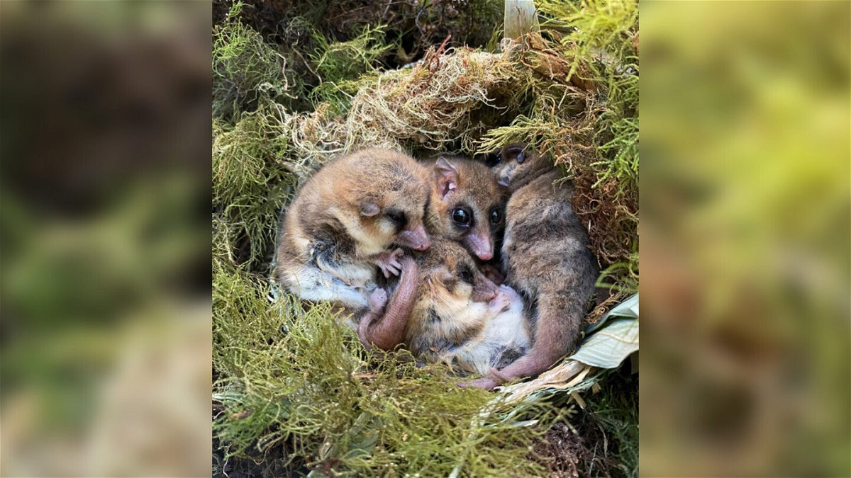 <i>Roberto F. Nespolo</i><br/>Meet the tiny Patagonian monito that is a 'living fossil' from the ancient past. Monitos (Dromiciops gliroides) are pictured here hibernating together in a nest.