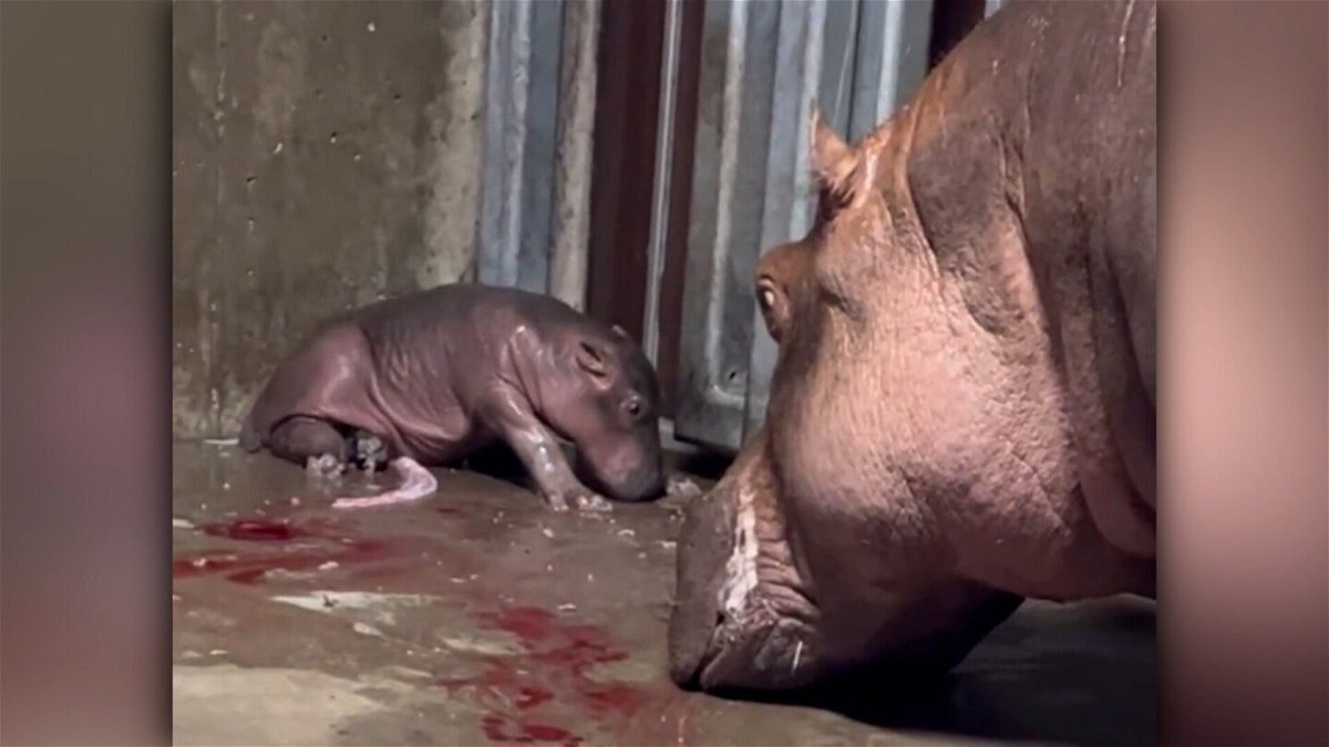 <i>@cincinnatizoo</i><br/>The votes are in. The Cincinnati Zoo's bouncing baby hippo