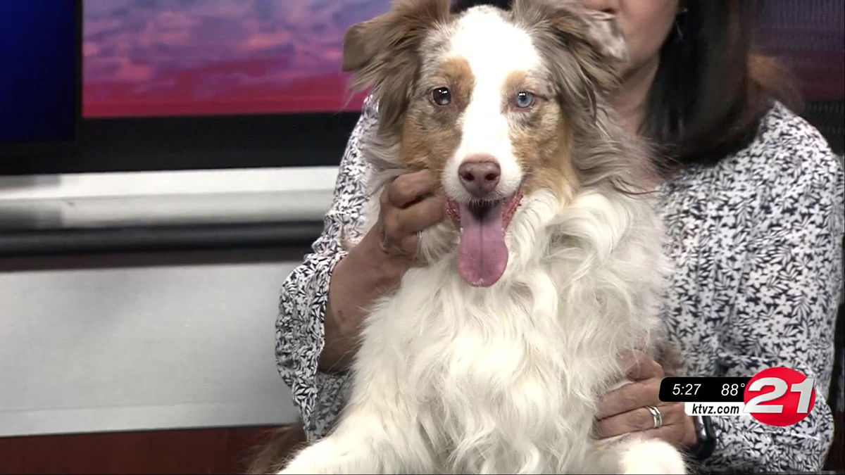 Pet Pals: Meet Bella! This sweet dog is ready for a new home - KTVZ