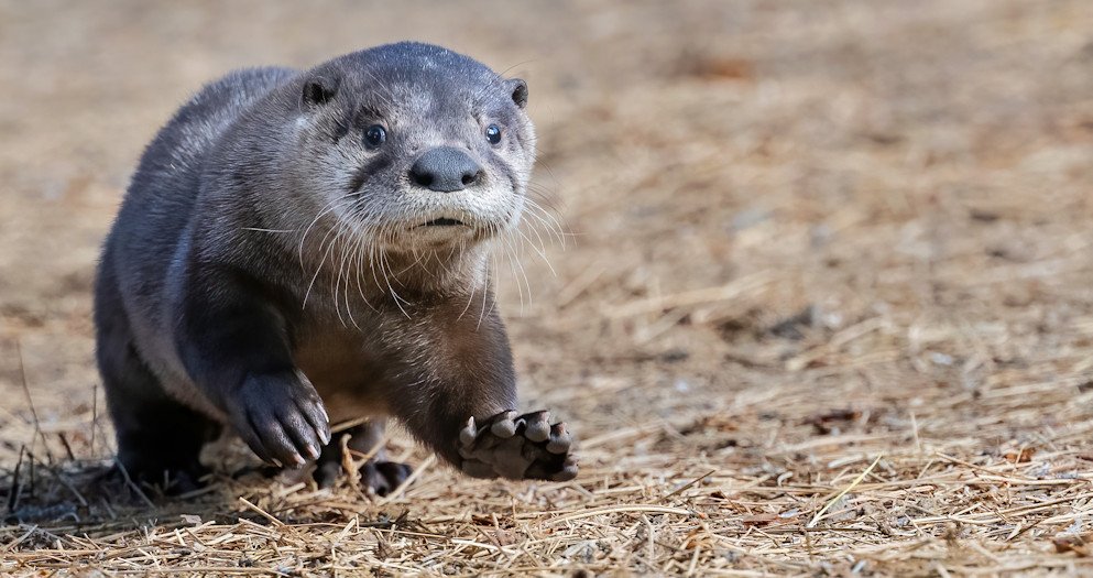 New baby otter debuts Wednesday at High Desert Museum’s Autzen Otter Exhibit