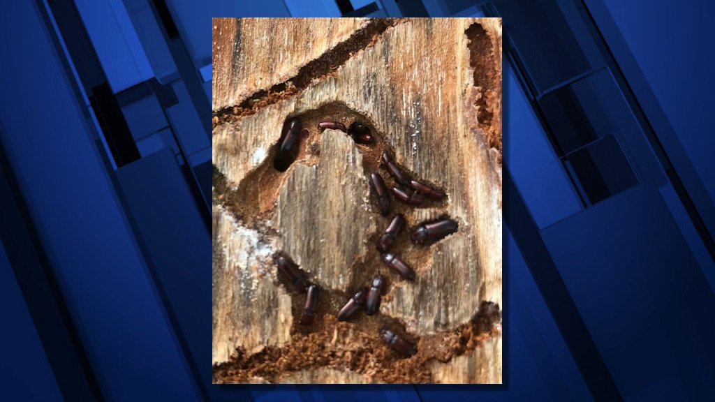 Tree expert urges C.O. homeowners to beware of bark beetles, a growing issue due to severe drought