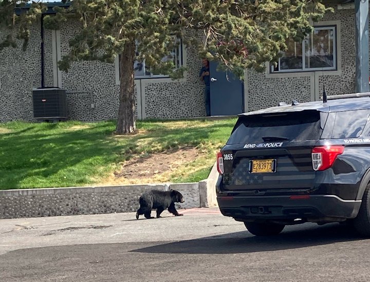 Young black bear seen in NE Bend, tranquilized by ODFW at city facility to be released in forest