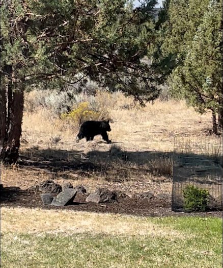 Black bear sighting in Powell Butte area prompts Crook County deputies’ advice to residents