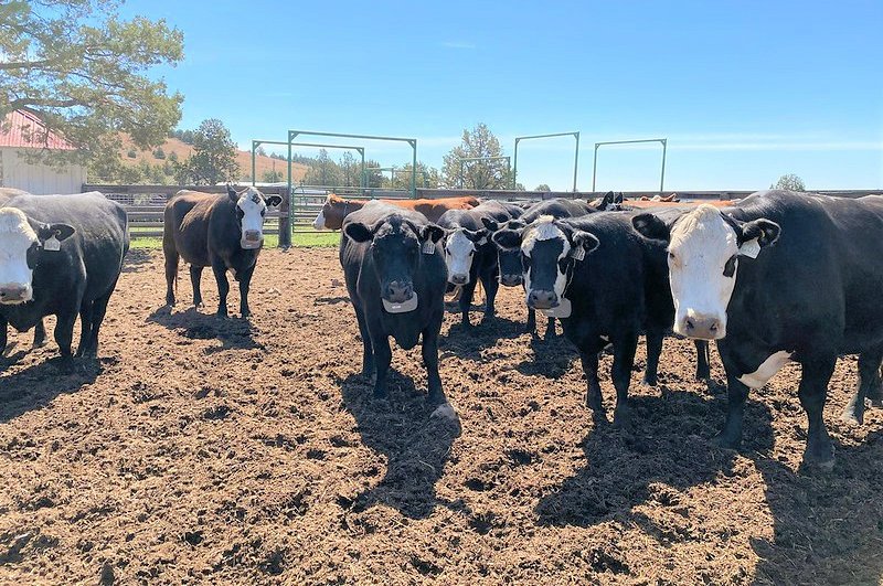 Cattle with collars for virtual fencing research by Oregon State University and the U.S. Department of Agriculture-Agricultural Research Service
