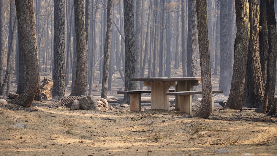 At North Waldo Campground, some campsites and areas experienced more fire intensity than others. Many trees surrounding this campsite were burned when the Cedar Creek Fire passed through