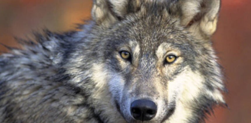 New ‘area of known wolf activity’ designated on Warm Springs Indian Reservation