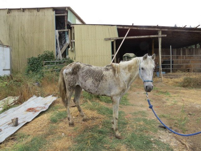 Malnourished horse rescued from illegal marijuana grow near Oregon City
